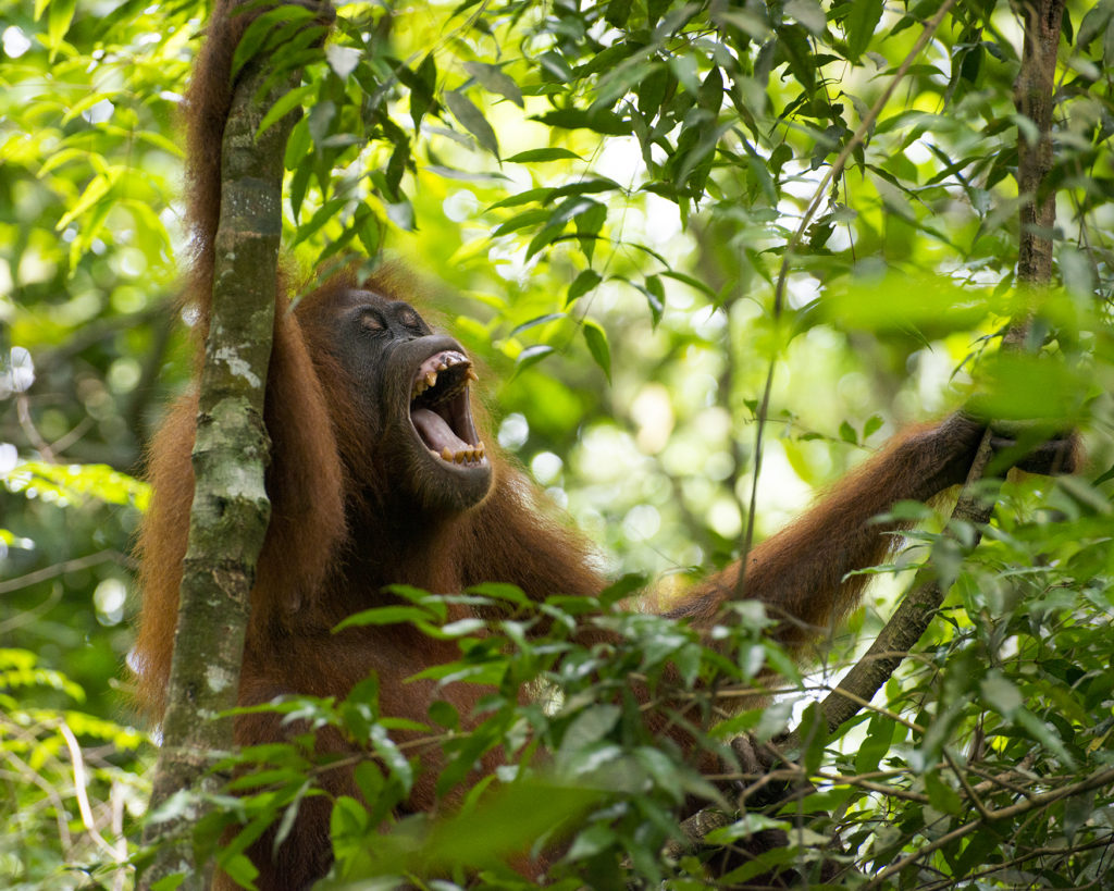 Orangutan Gunung Leuser National Park